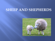 SHEEP AND SHEPHERDS